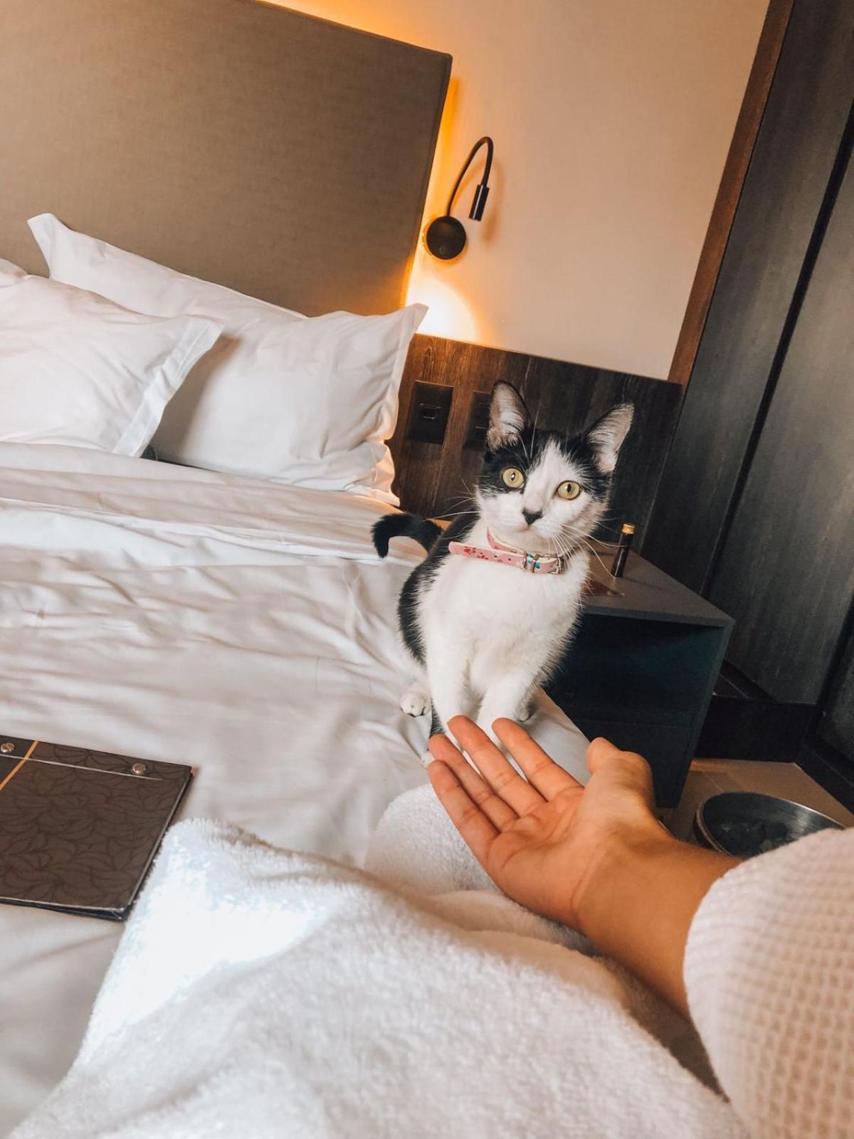 Royal Boutique Savassi Hotel Belo Horizonte Zewnętrze zdjęcie A cat at the hotel